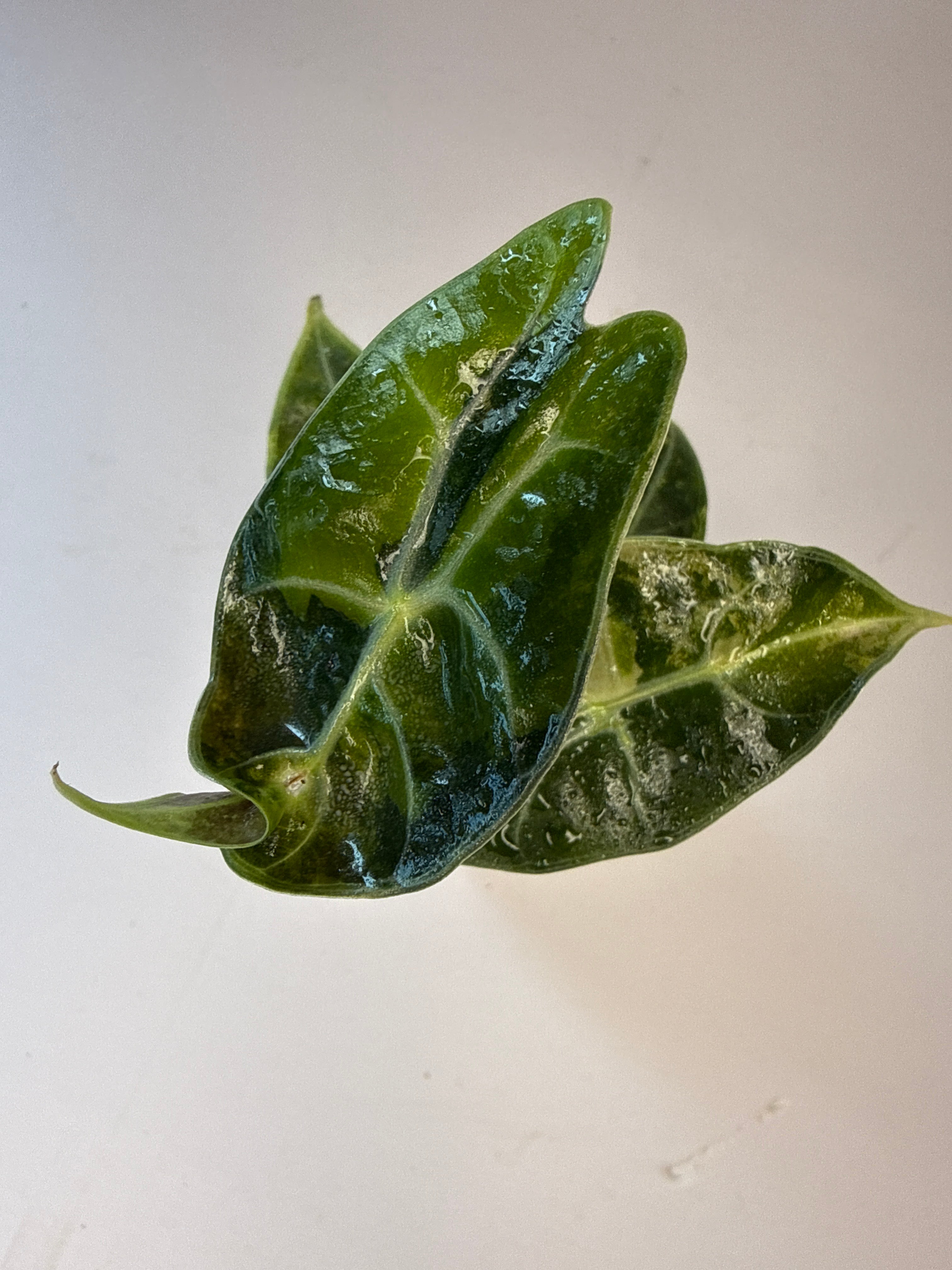 365_Hydroponics