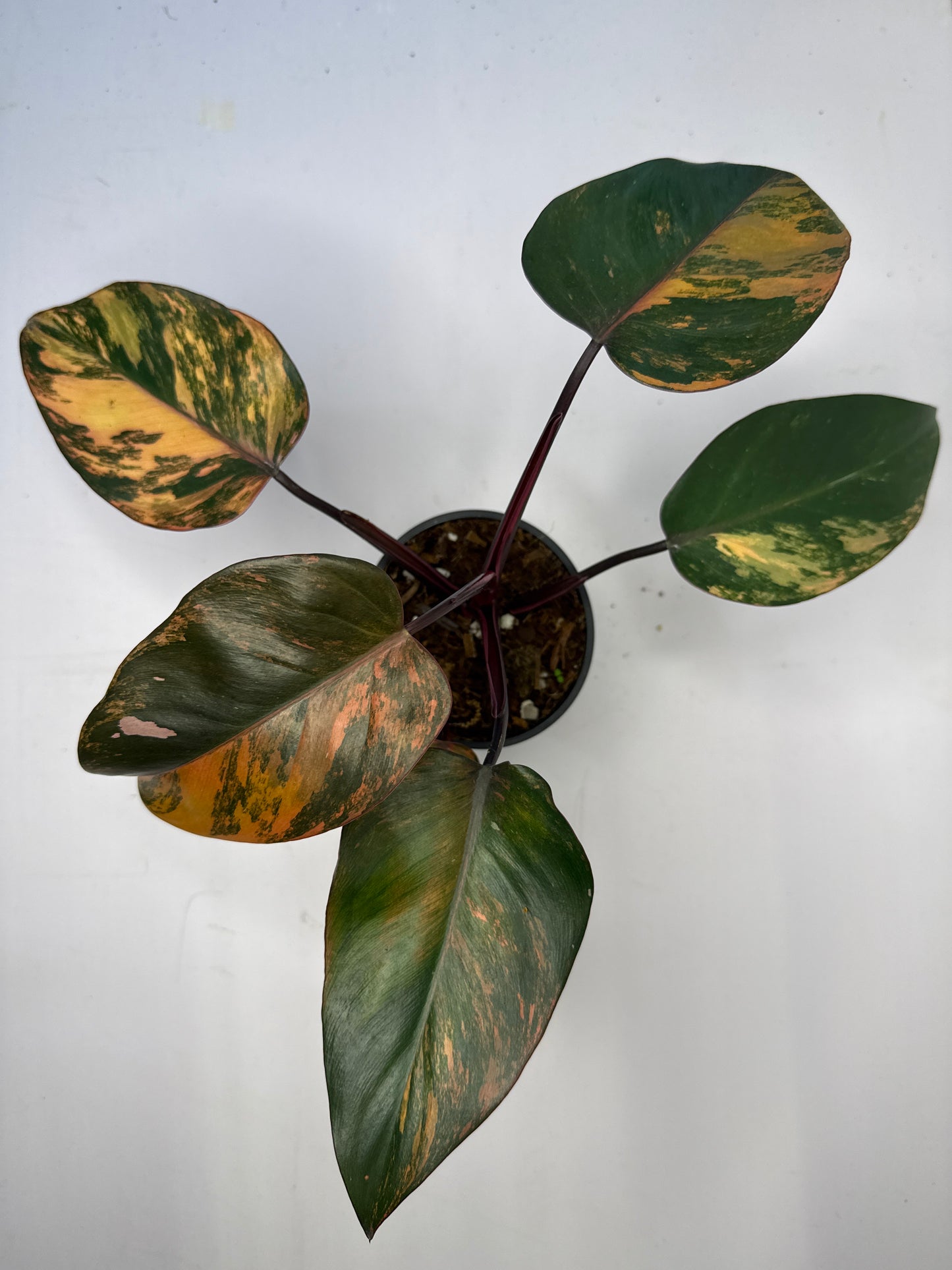 Philodendron Fire of Princess