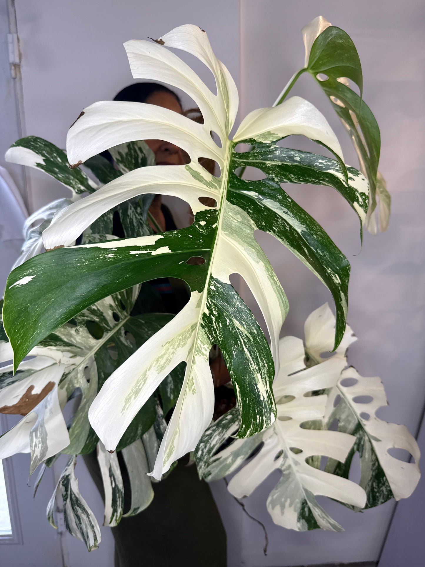 Monstera Albo LG