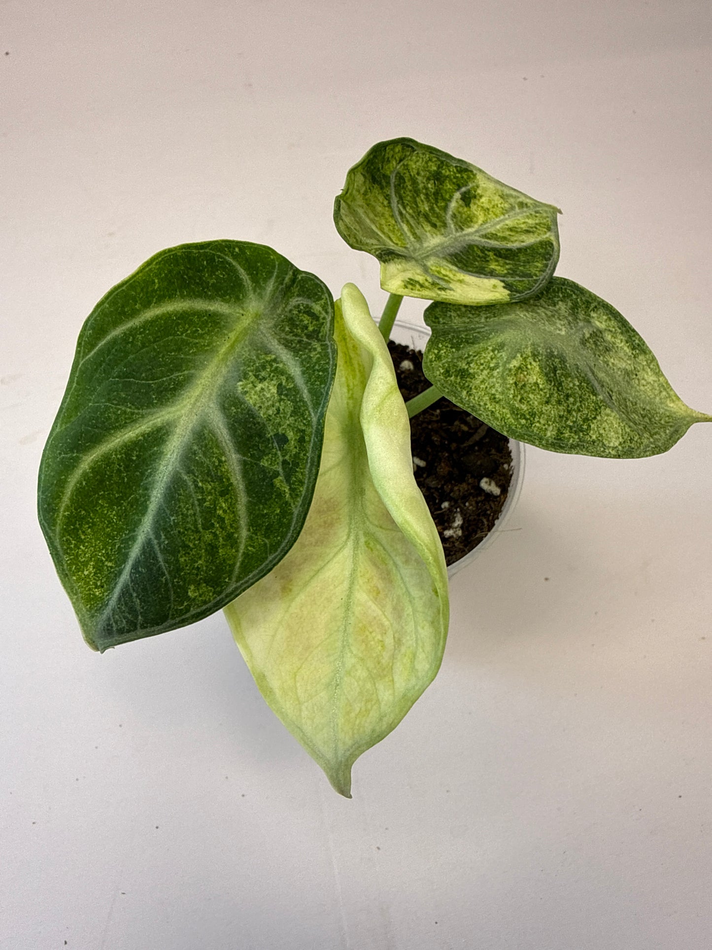 Alocasia Ninja Var.