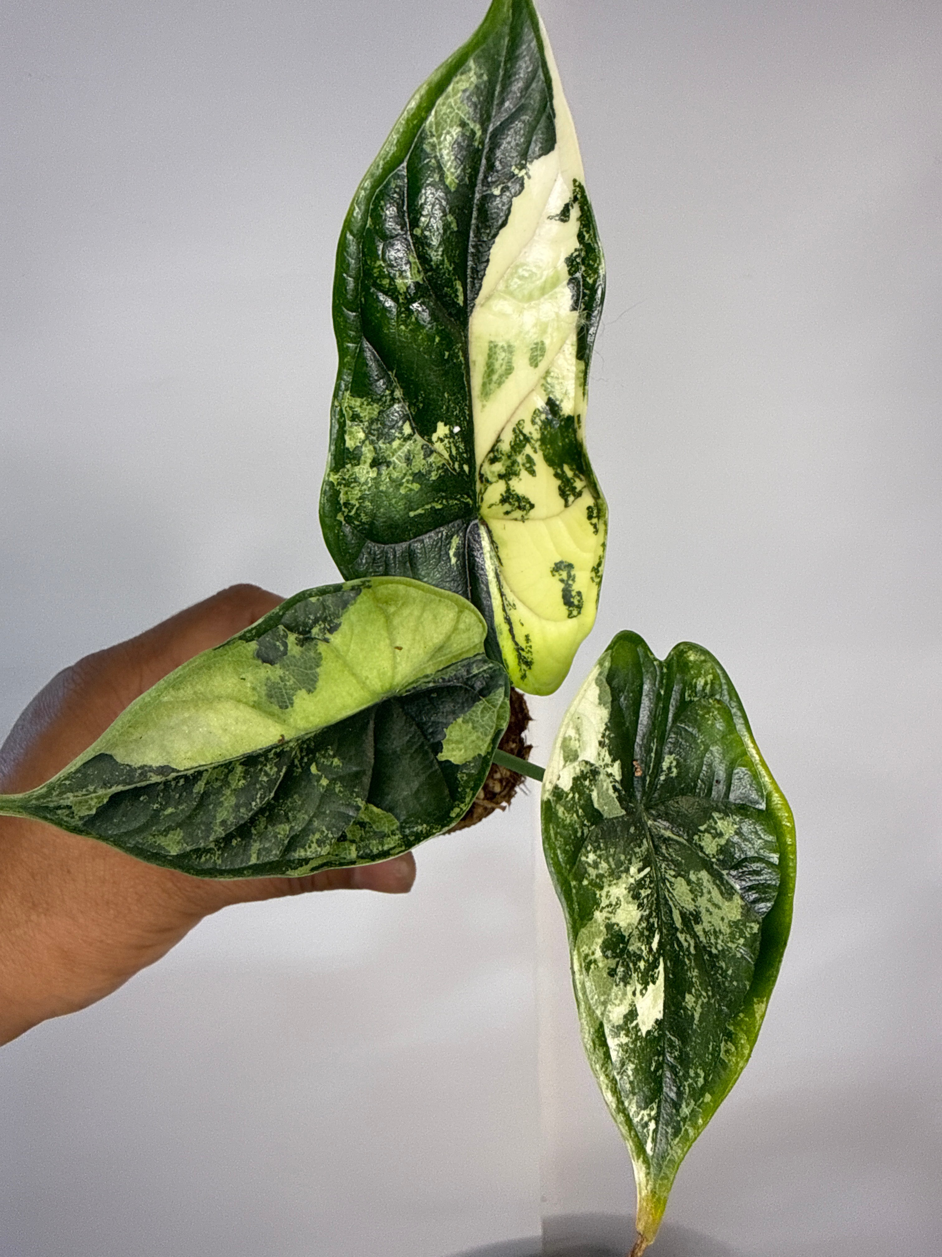 365_Hydroponics