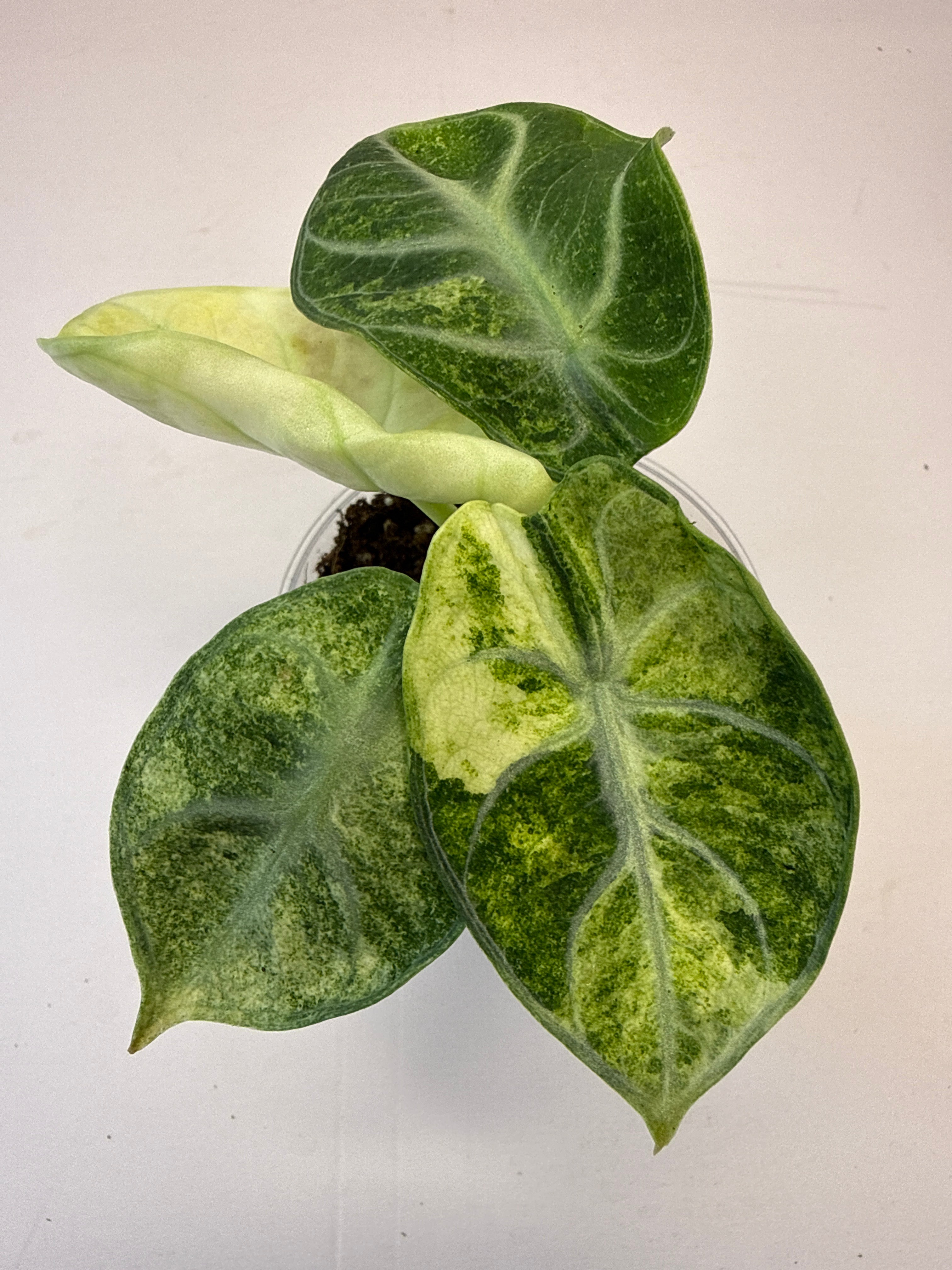 365_Hydroponics