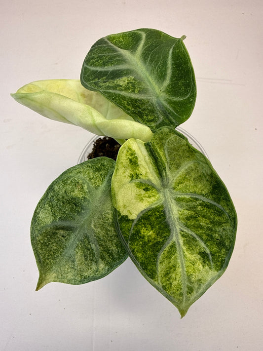 Alocasia Ninja Var.