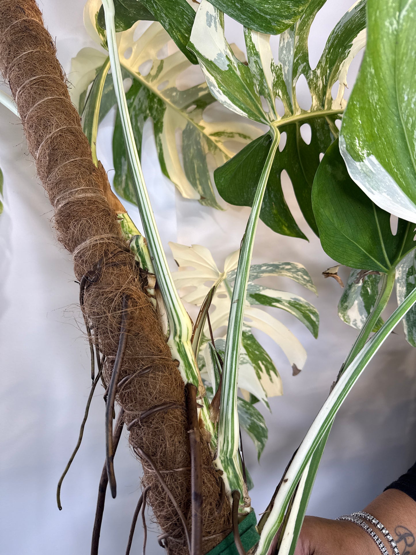 Monstera Albo LG