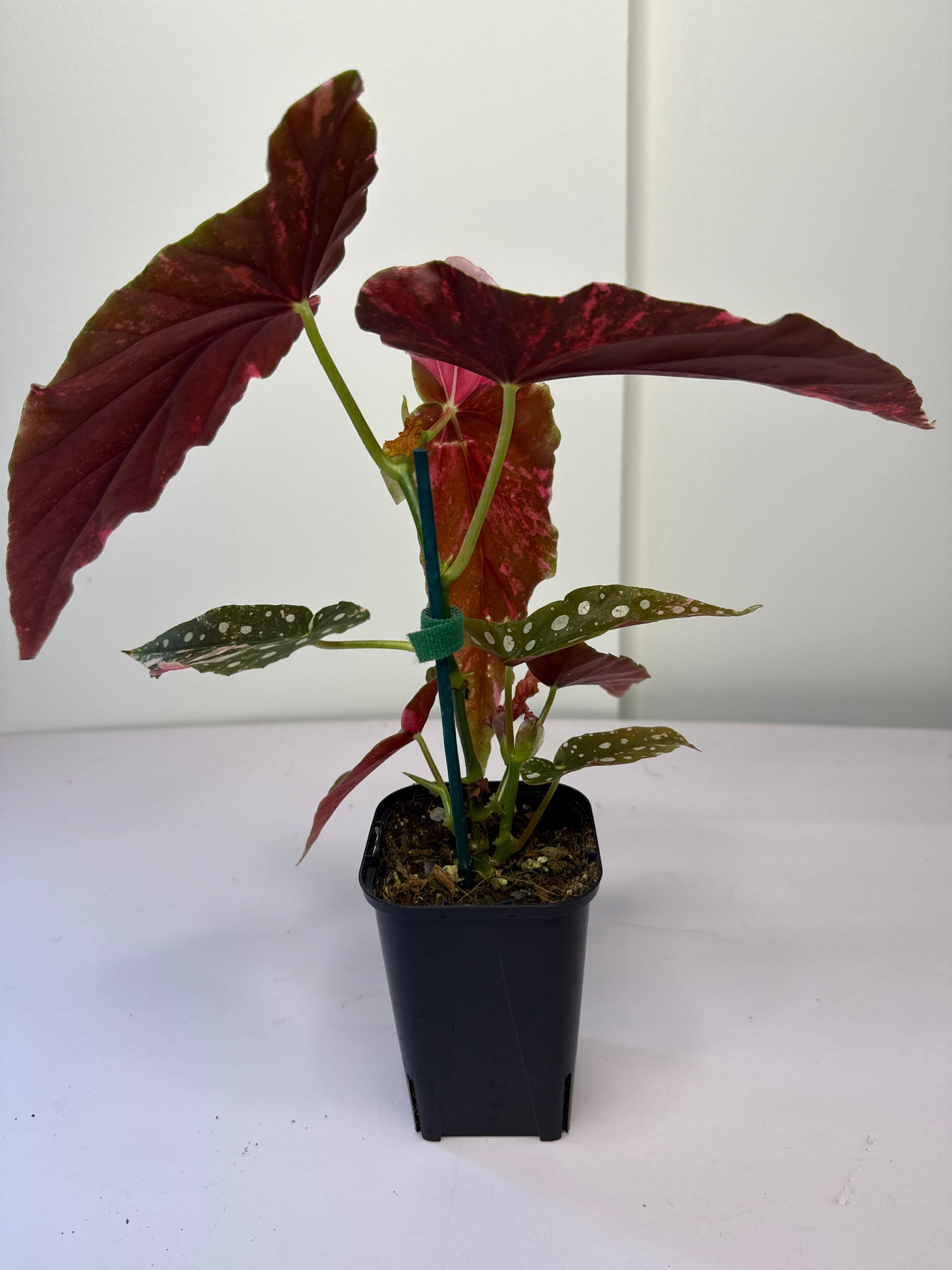 Begonia Pink Maculata