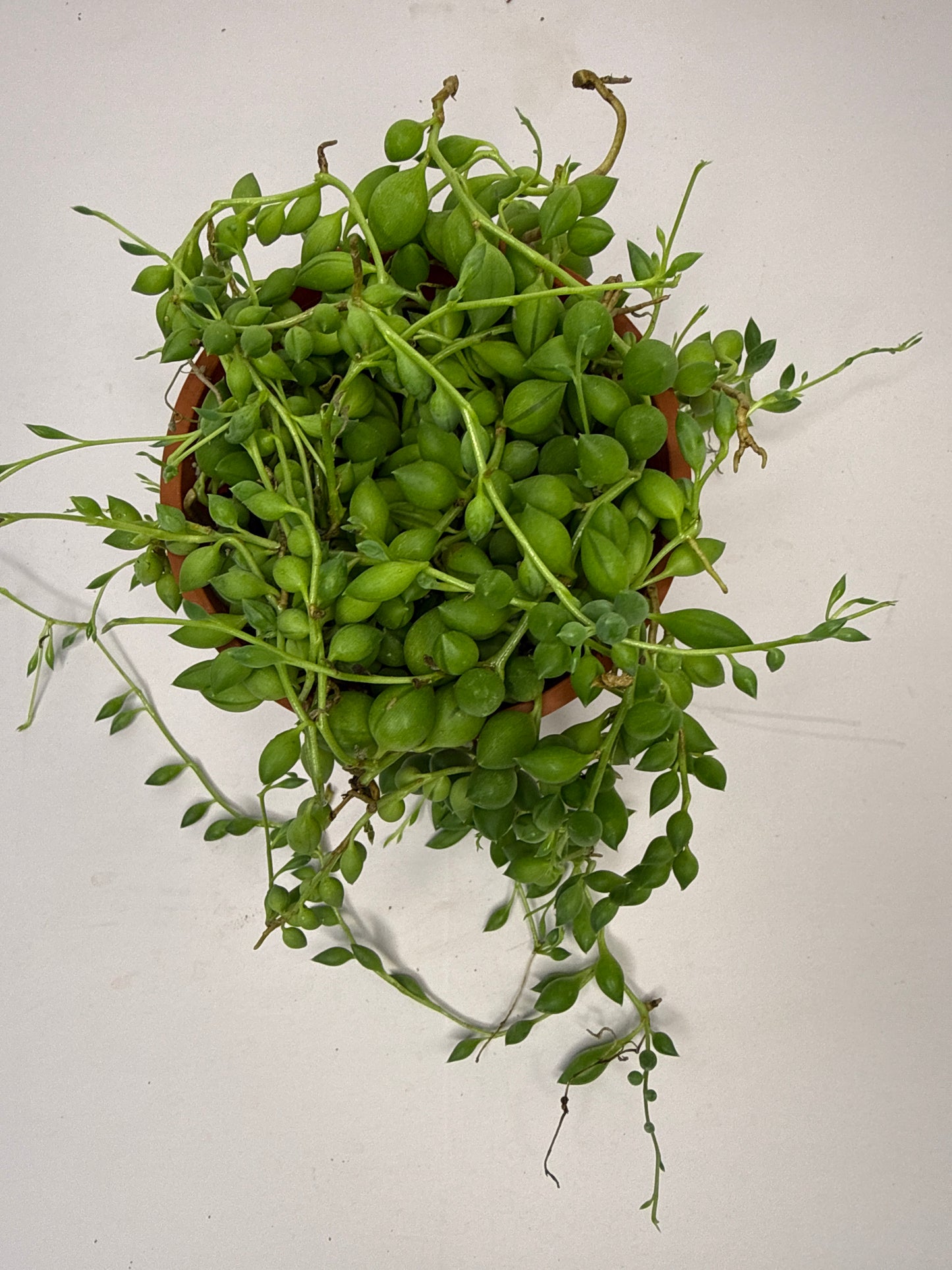 String of Pearl