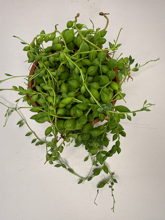 String of Pearl