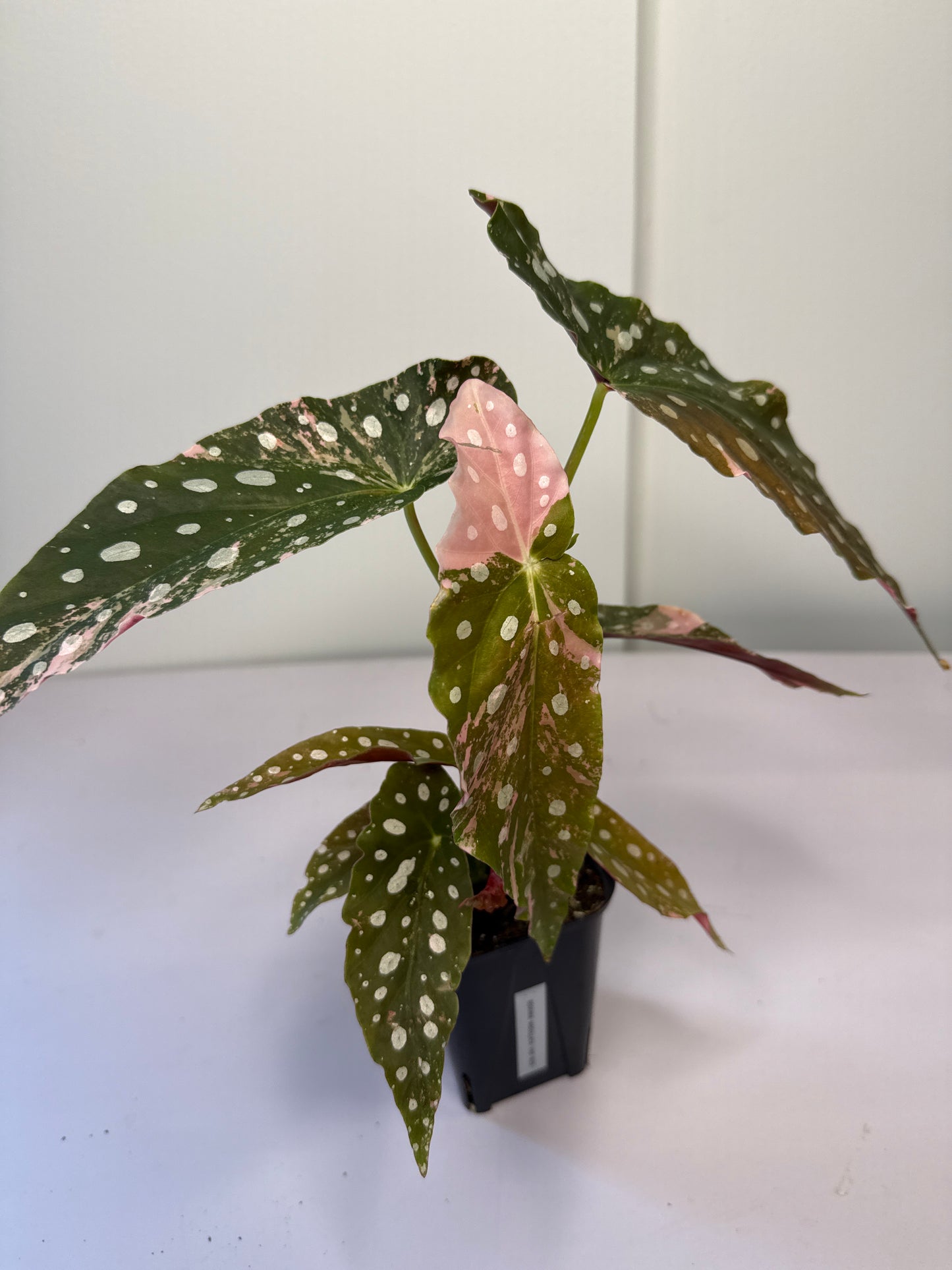 Begonia Pink Maculata