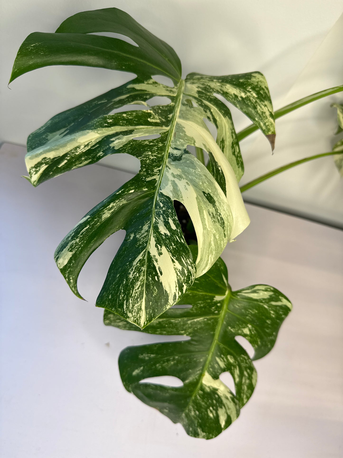 Monstera Albo Lg Form