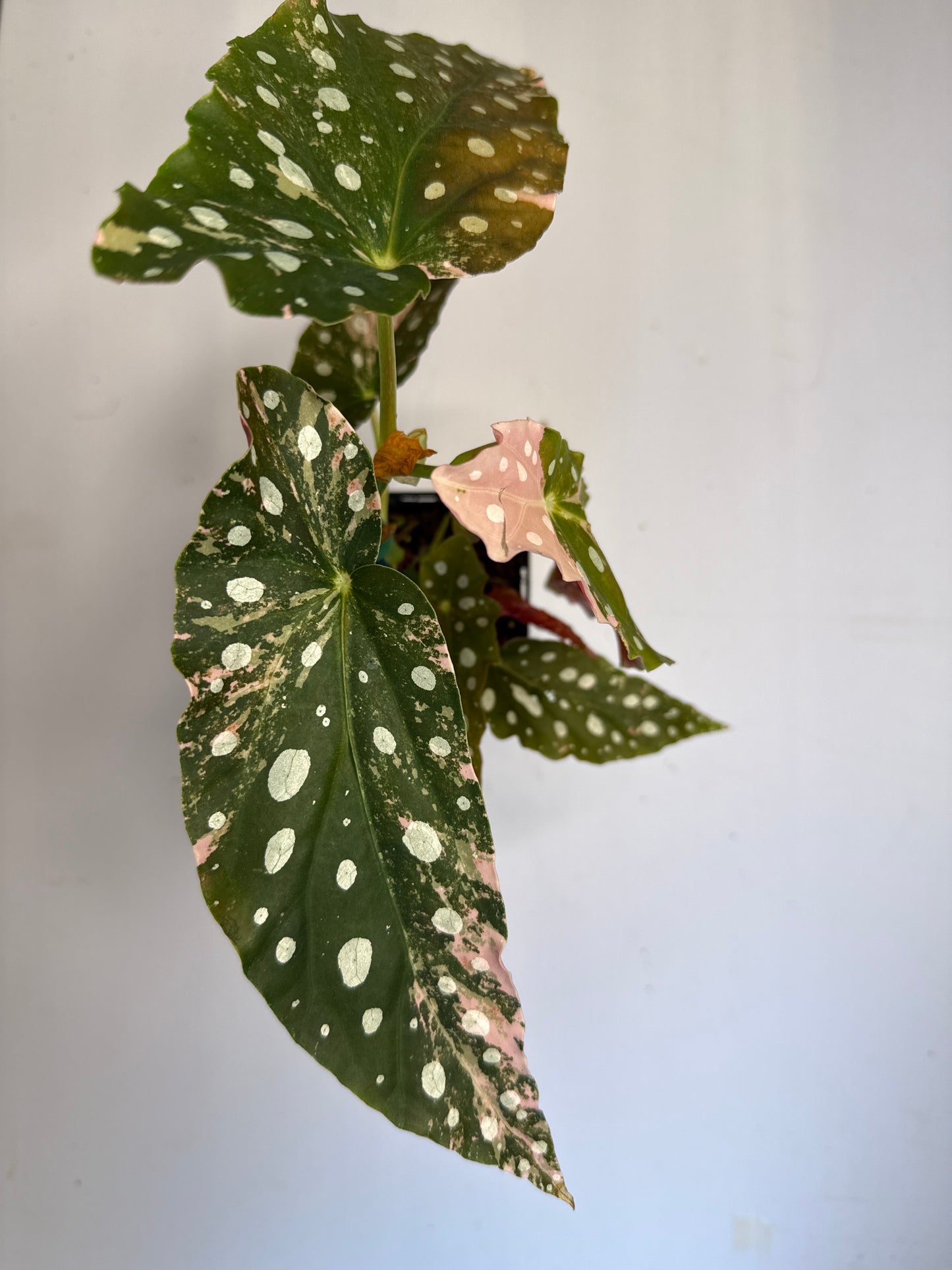 Begonia Pink Maculata
