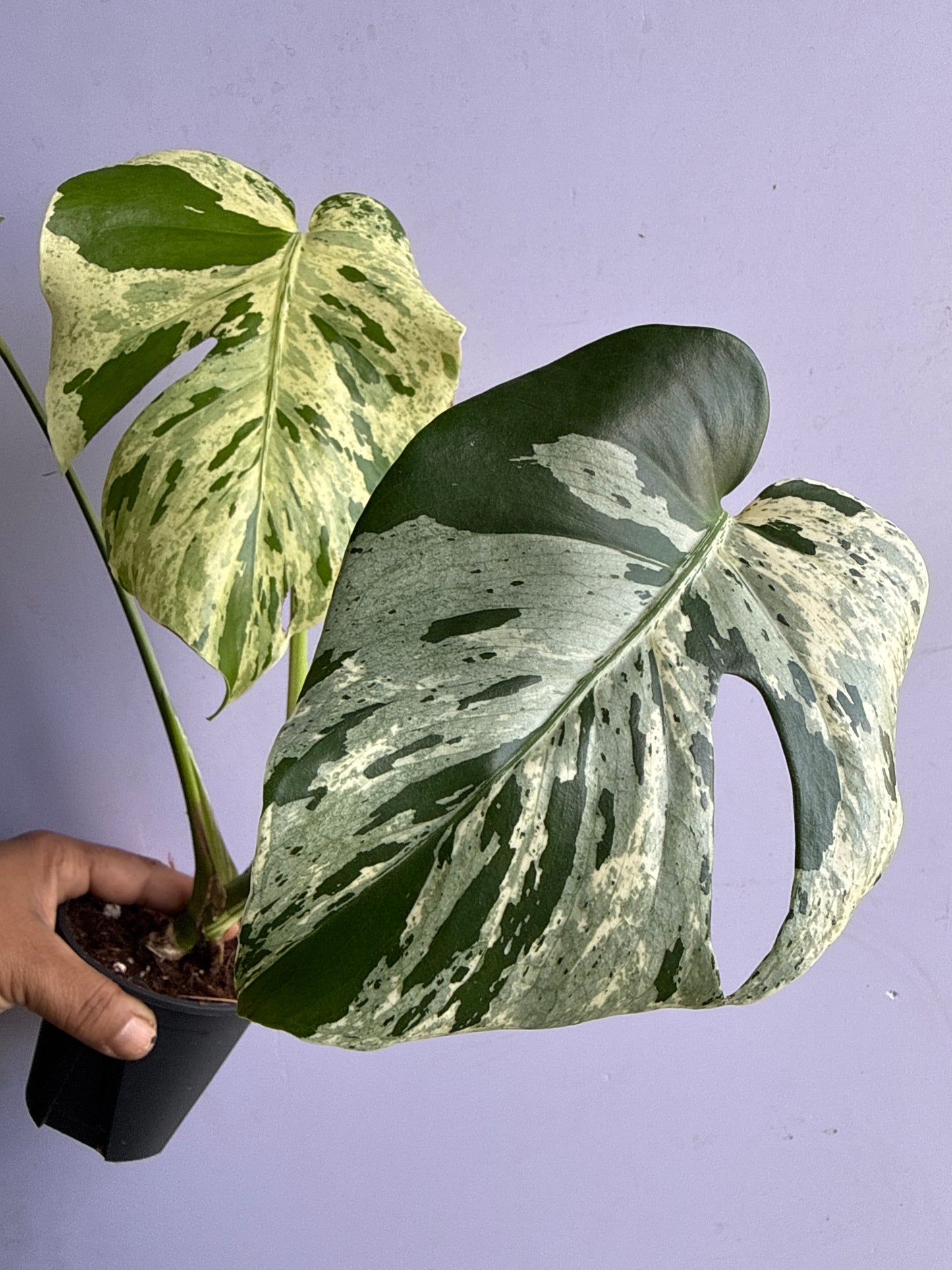 Monstera Bulbasaur