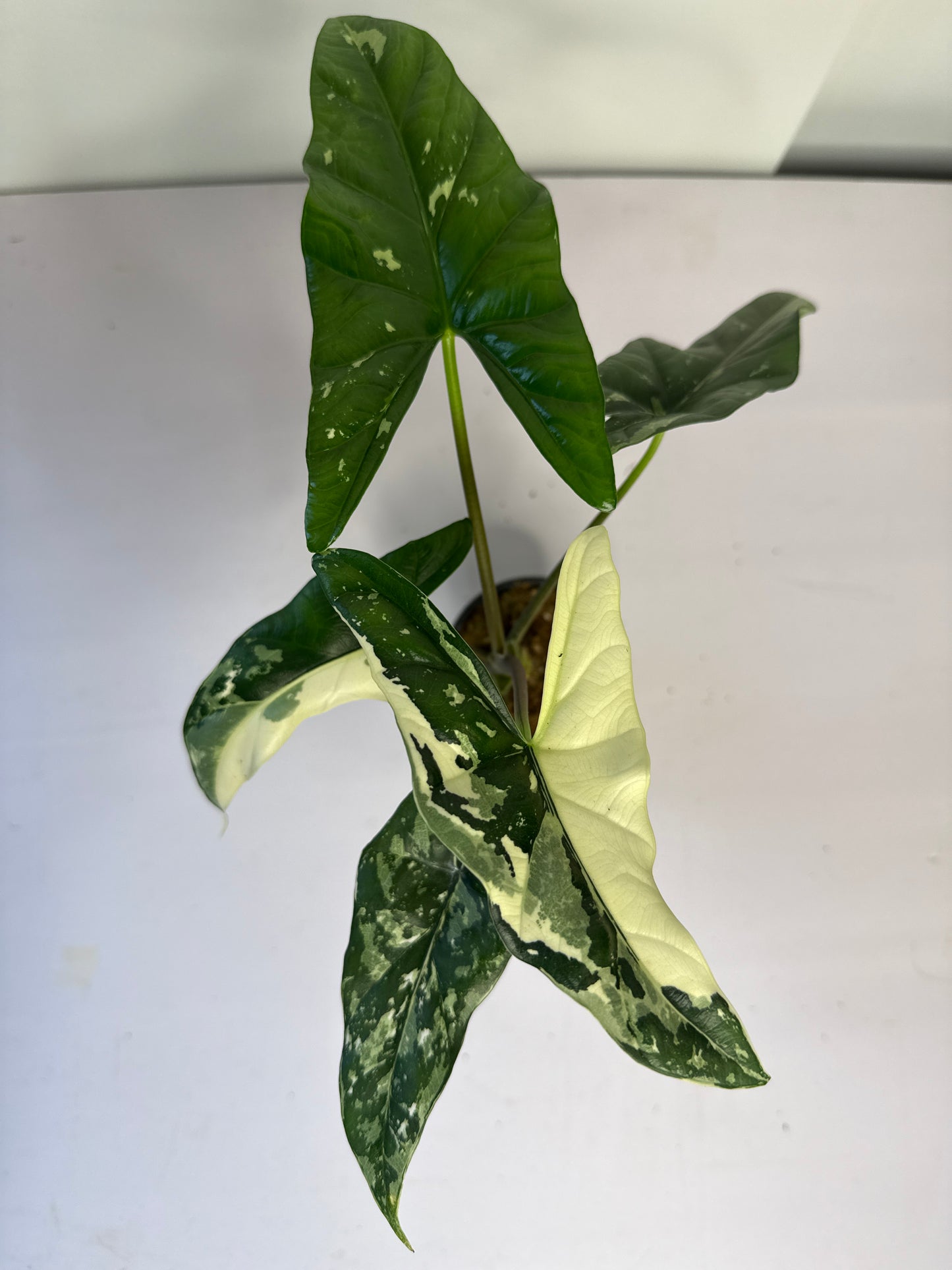 Alocasia Simpo Albo Var