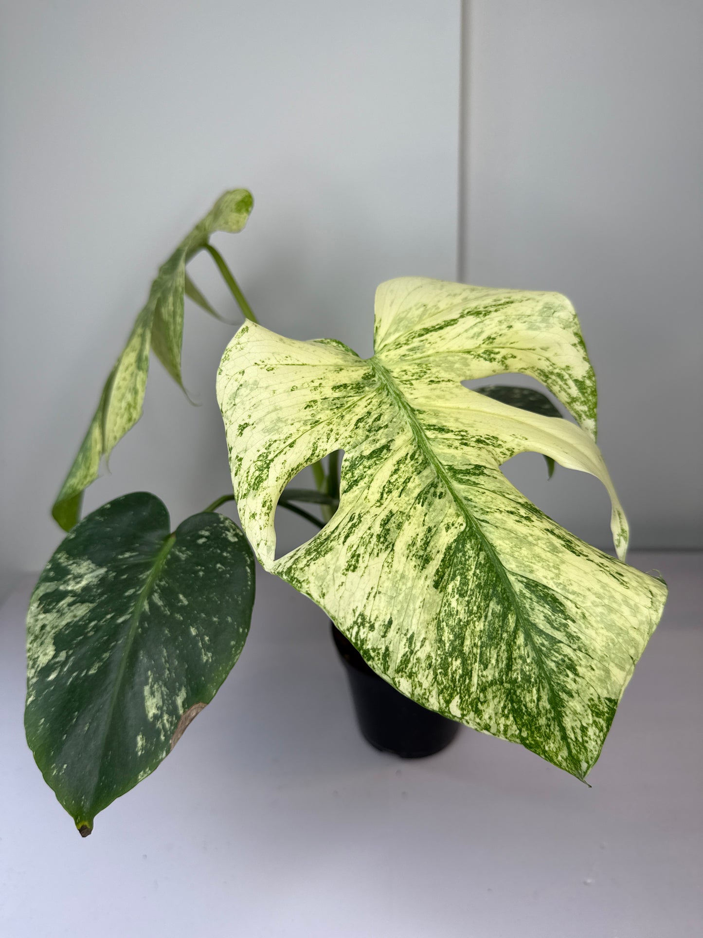 Monstera White Monster