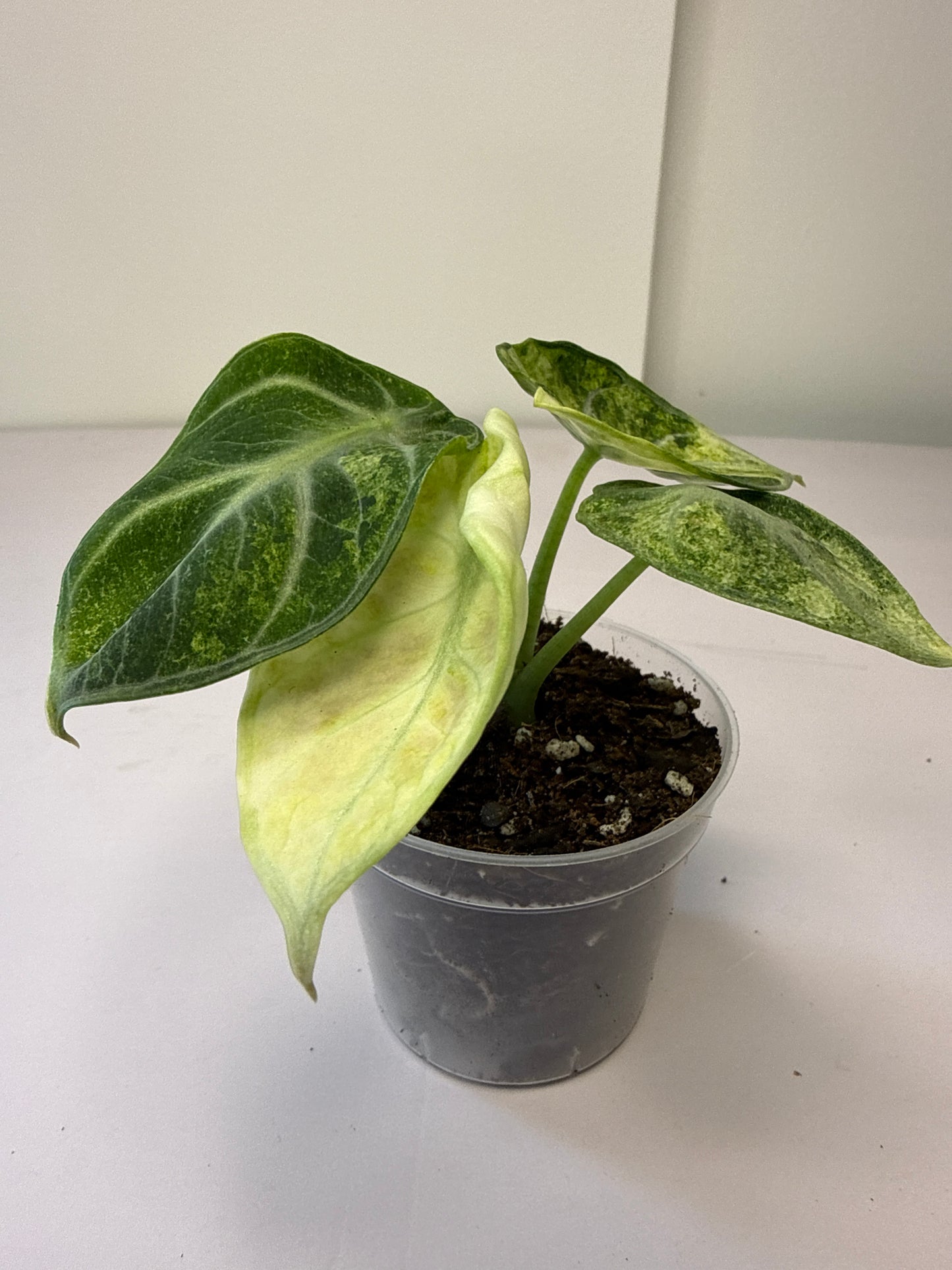 Alocasia Ninja Var.