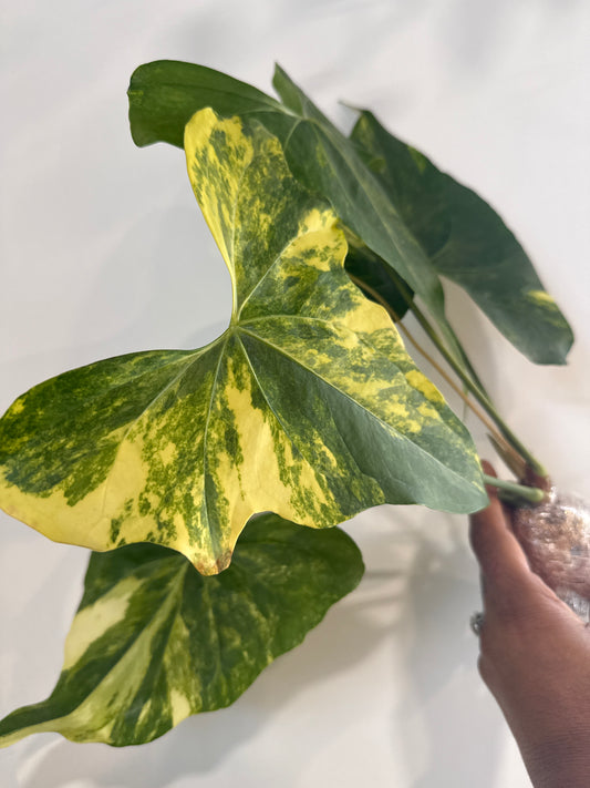 Anthurium Pterodactyl Var