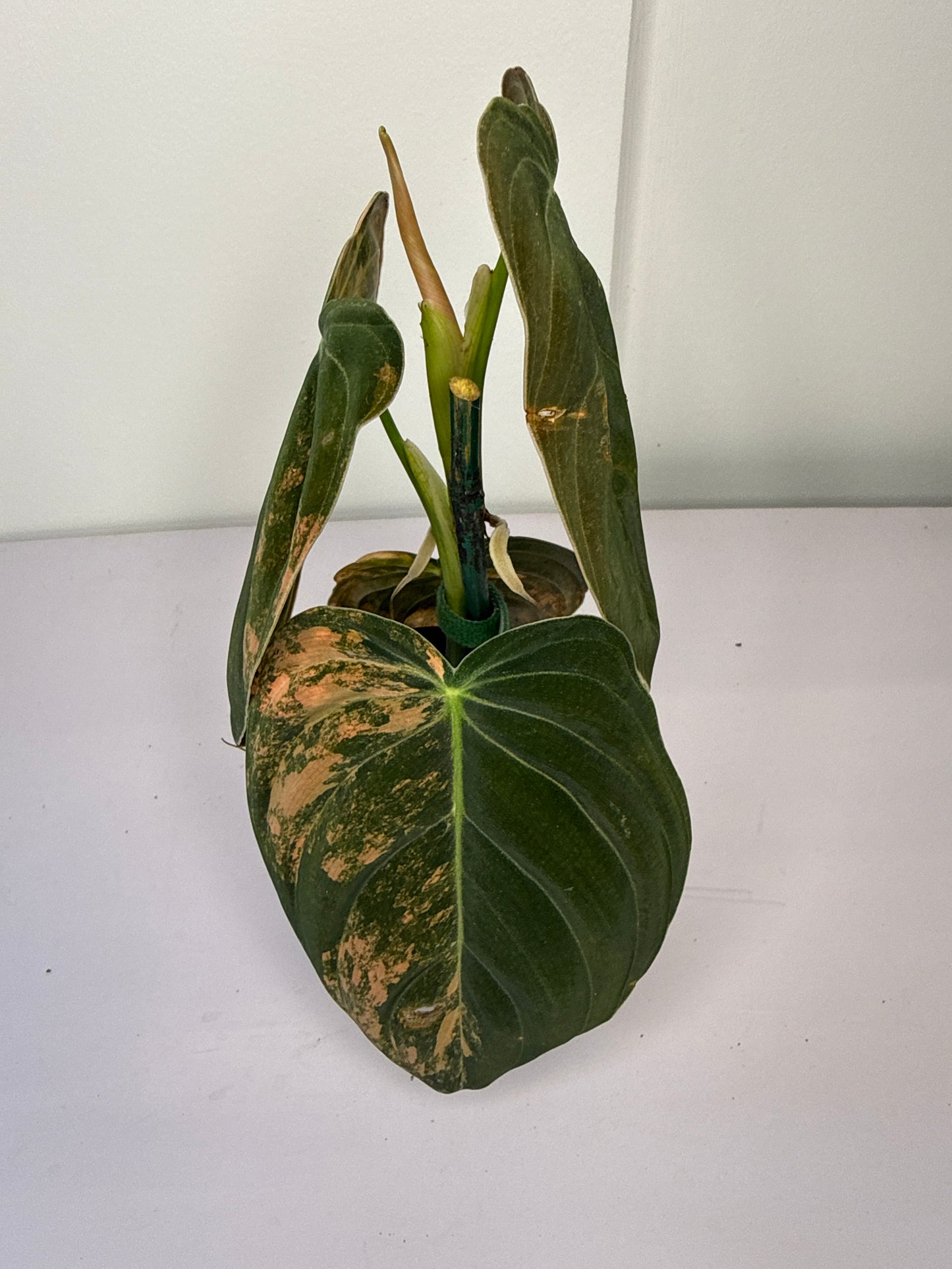 Philodendron Orange Melanochrysum