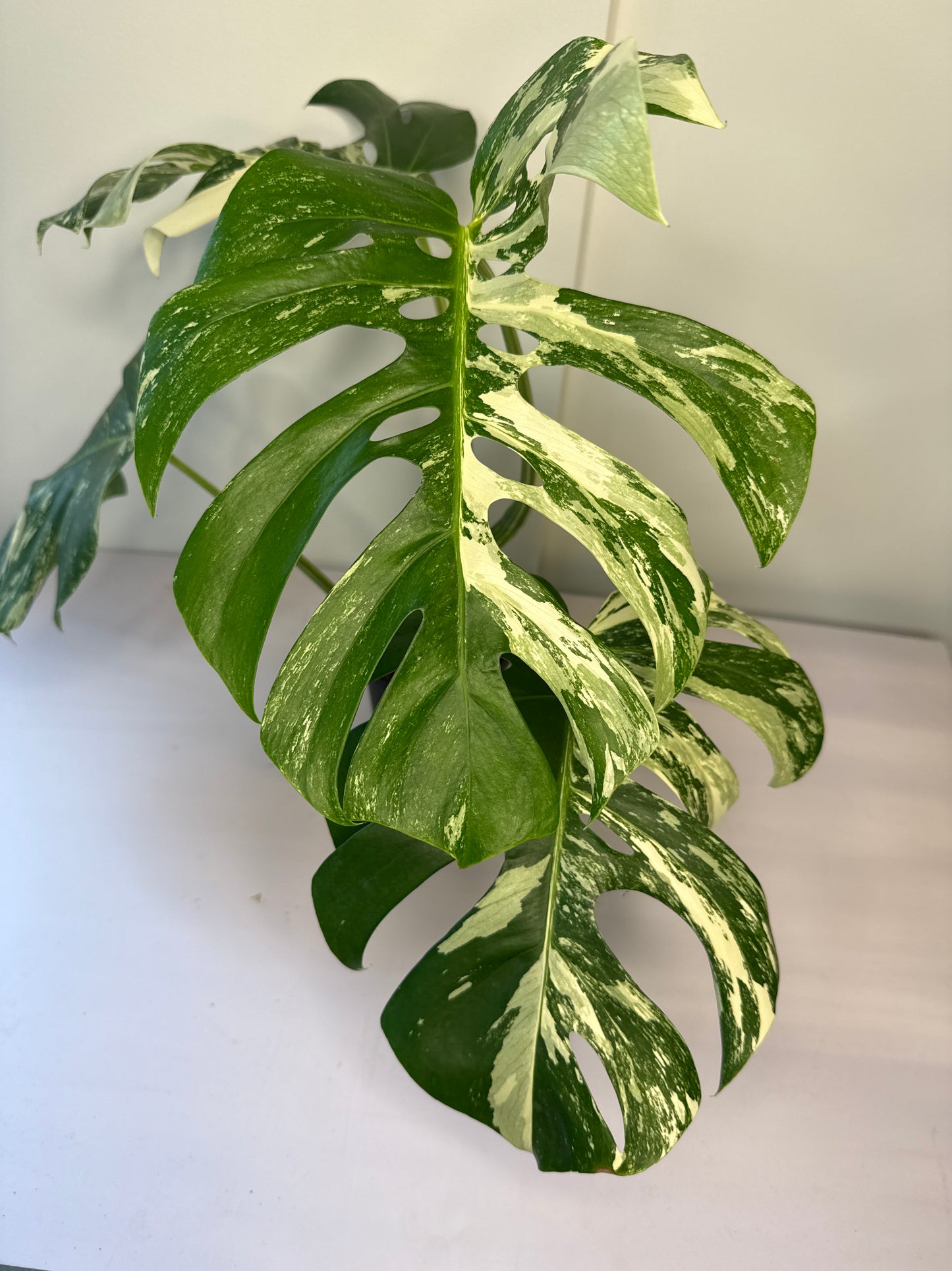Monstera Albo Lg Form