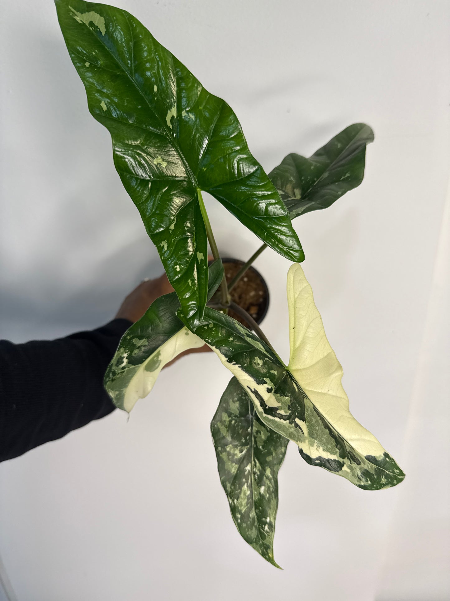 Alocasia Simpo Albo Var