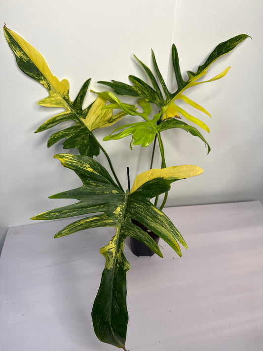 Philodendron Polypoides x Florida Beauty Var