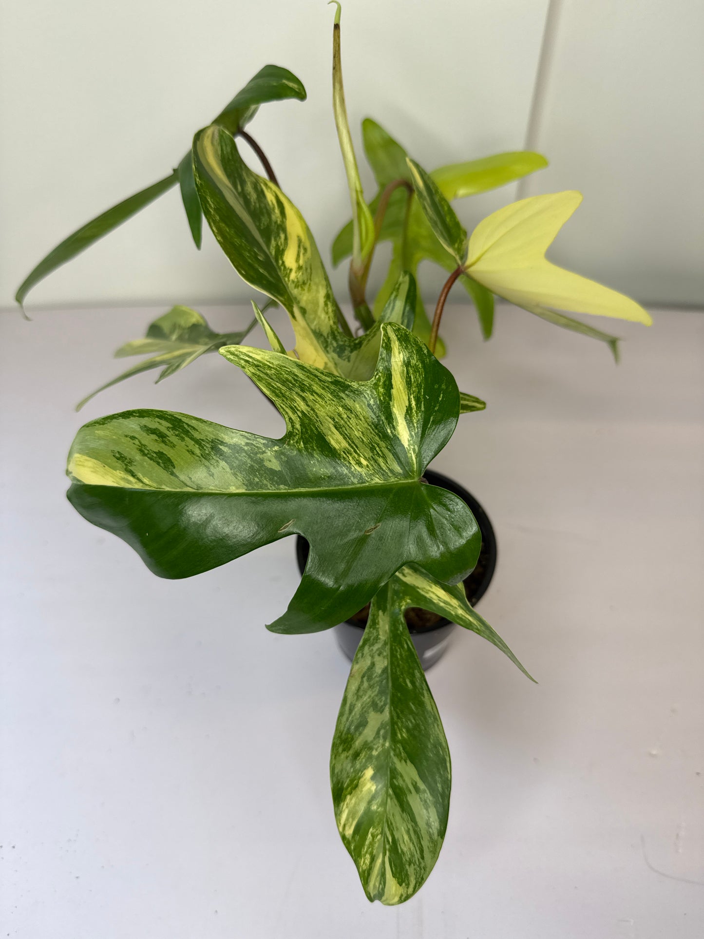 Philodendron Florida Beauty
