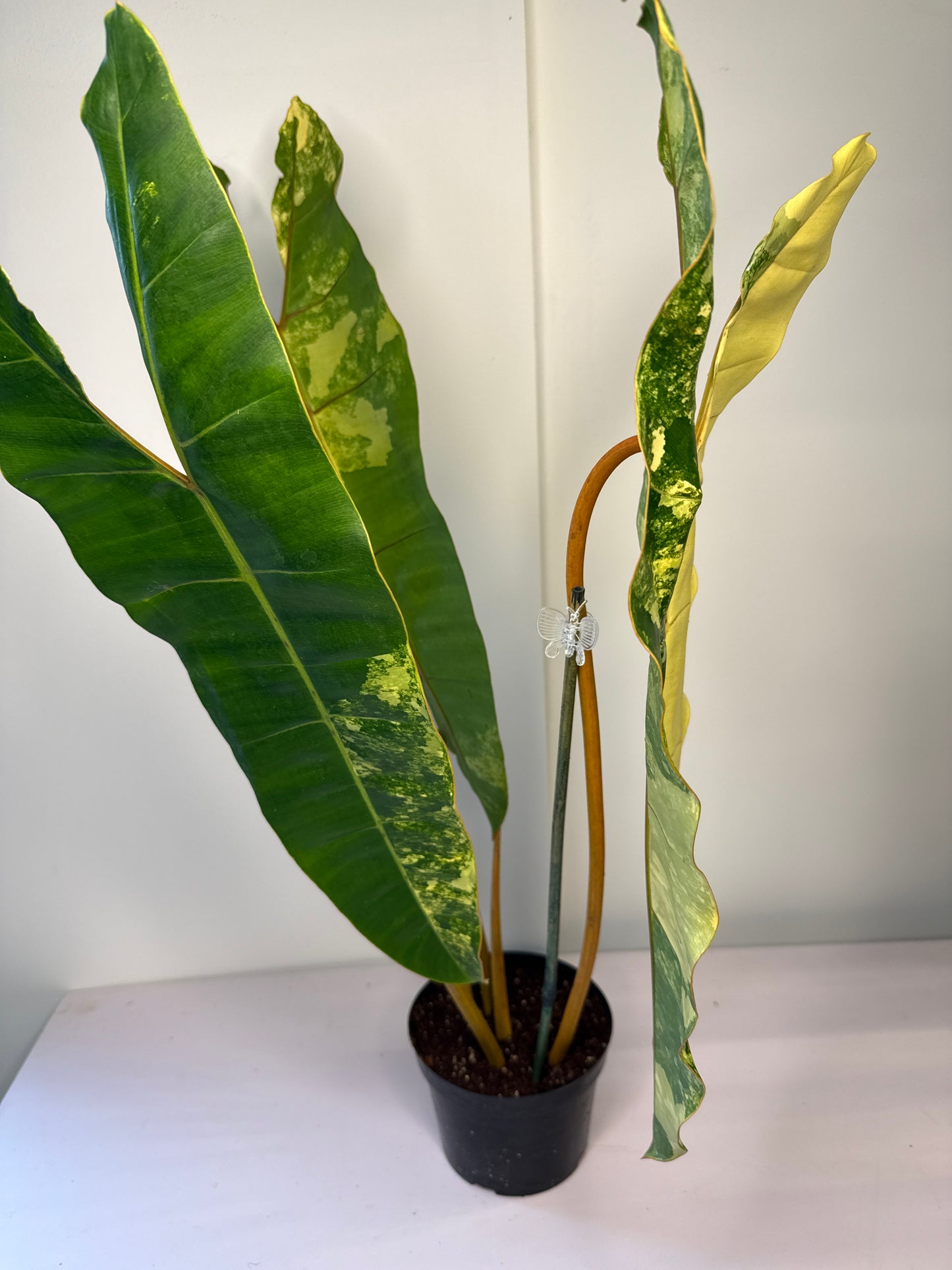 Philodendron Billietae Var