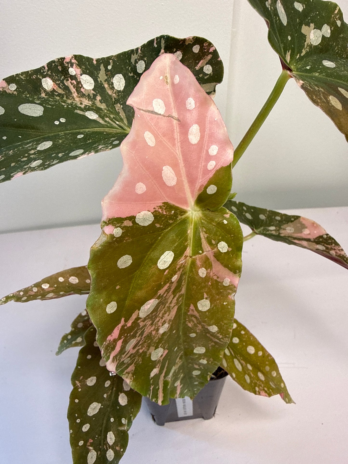 Begonia Pink Maculata