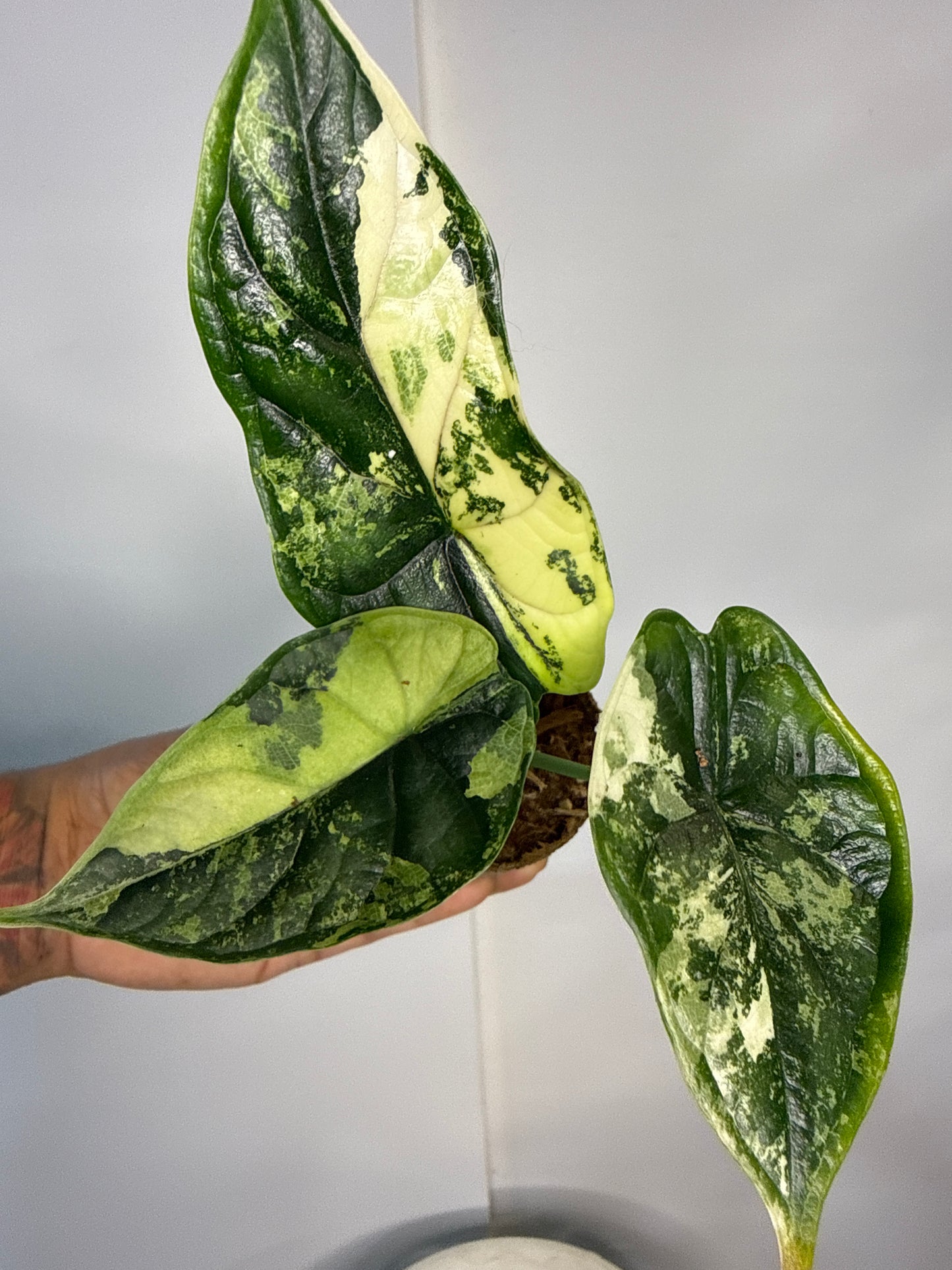 Alocasia Dragon Scale Albo