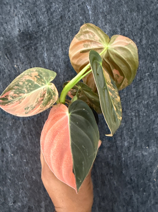Philodendron Orange Melanochrysum