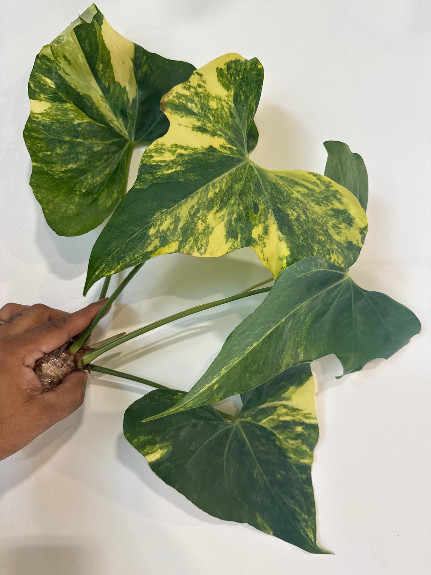 Anthurium Pterodactyl Var