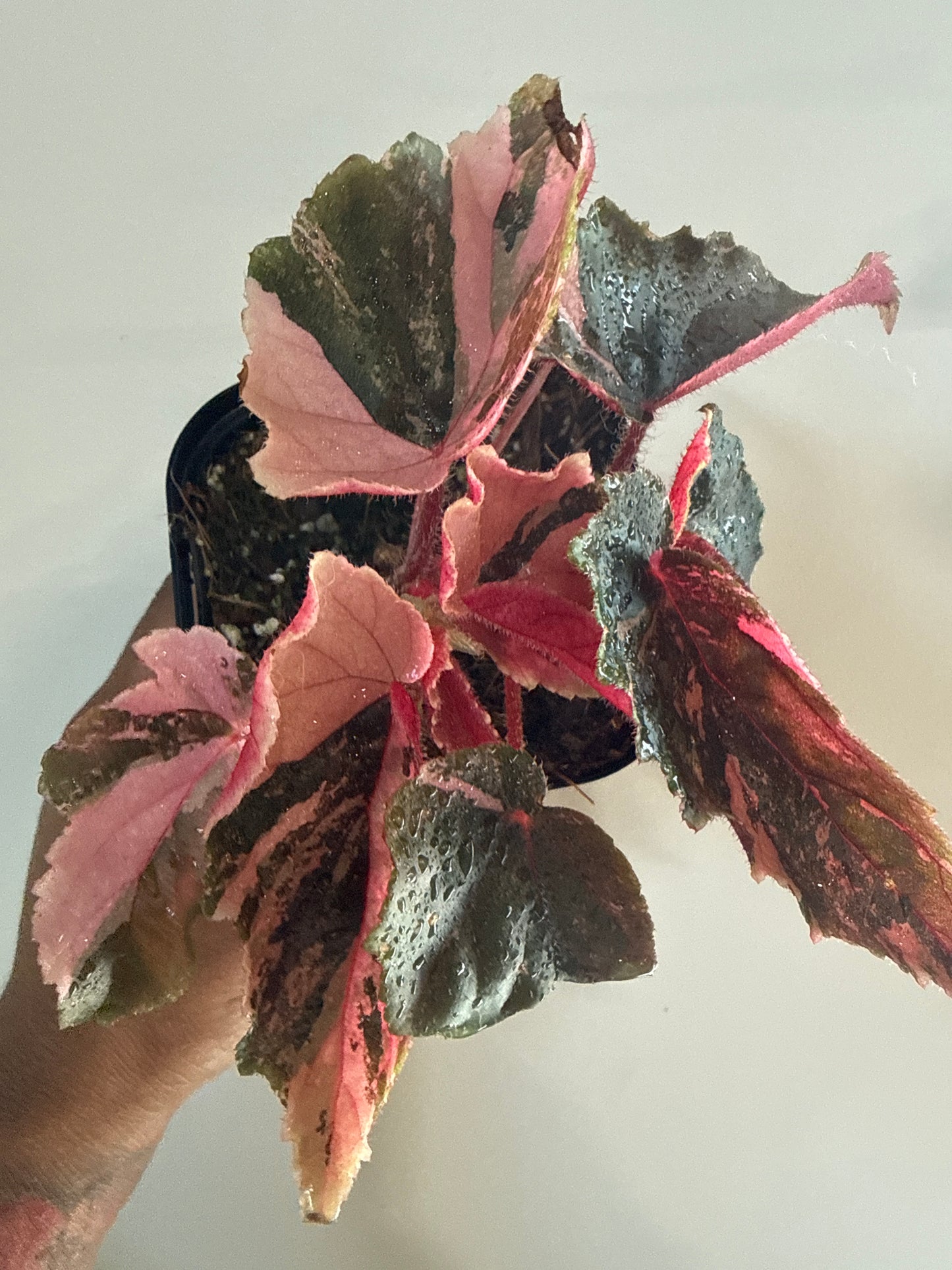 Begonia Ginny Galaxy
