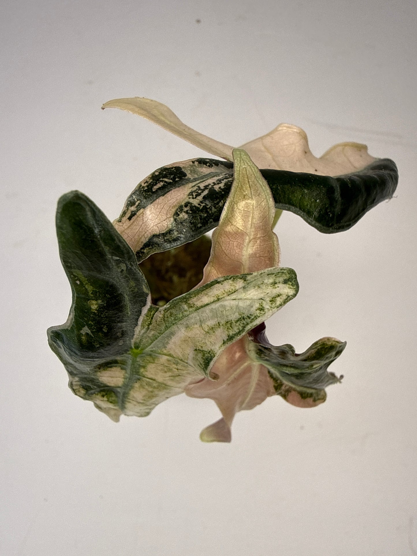 Alocasia Sanderiana Nobilis Var
