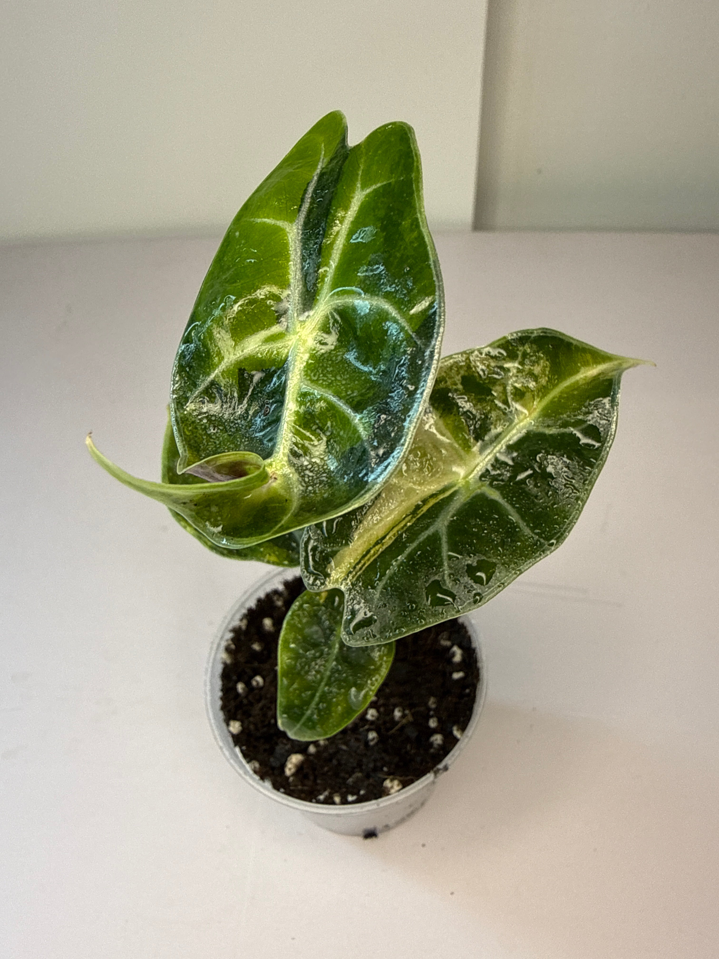 365_Hydroponics