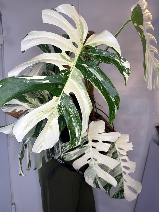 Monstera Albo LG