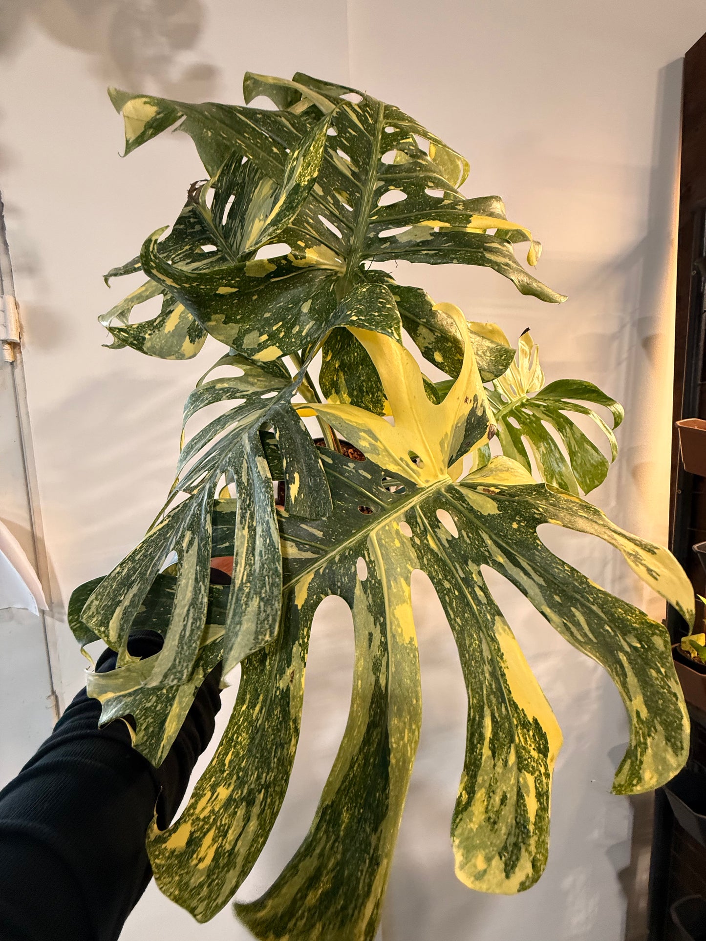 Monstera Crème Brûlée 12” pot