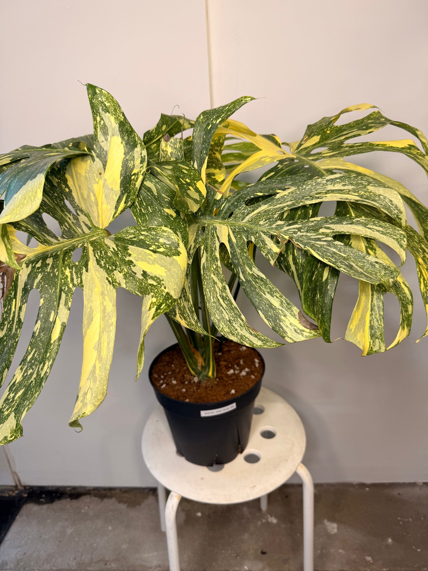 Monstera Crème Brûlée 12” pot