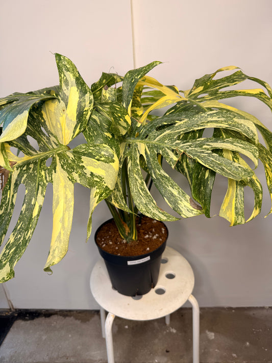 Monstera Crème Brûlée 12” pot