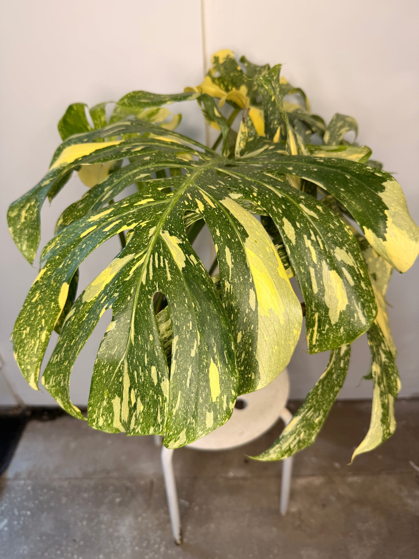 Monstera Crème Brûlée 12” pot