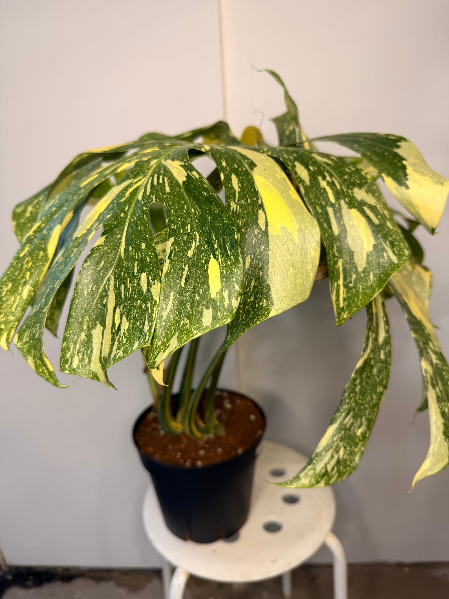 Monstera Crème Brûlée 12” pot