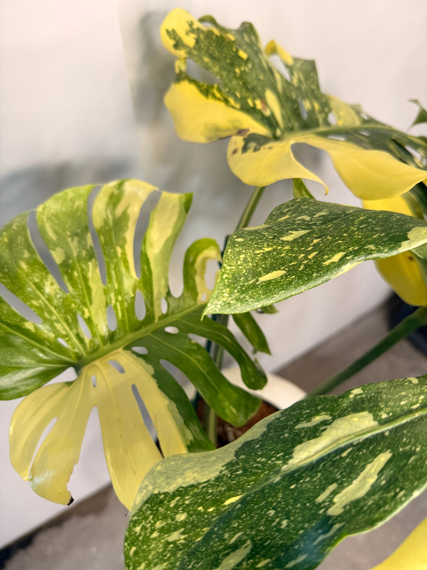 Monstera Crème Brûlée 12” pot