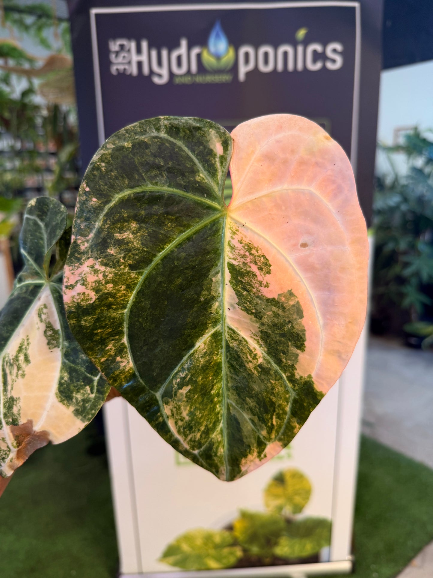 Anthurium Sunrise x Sojo