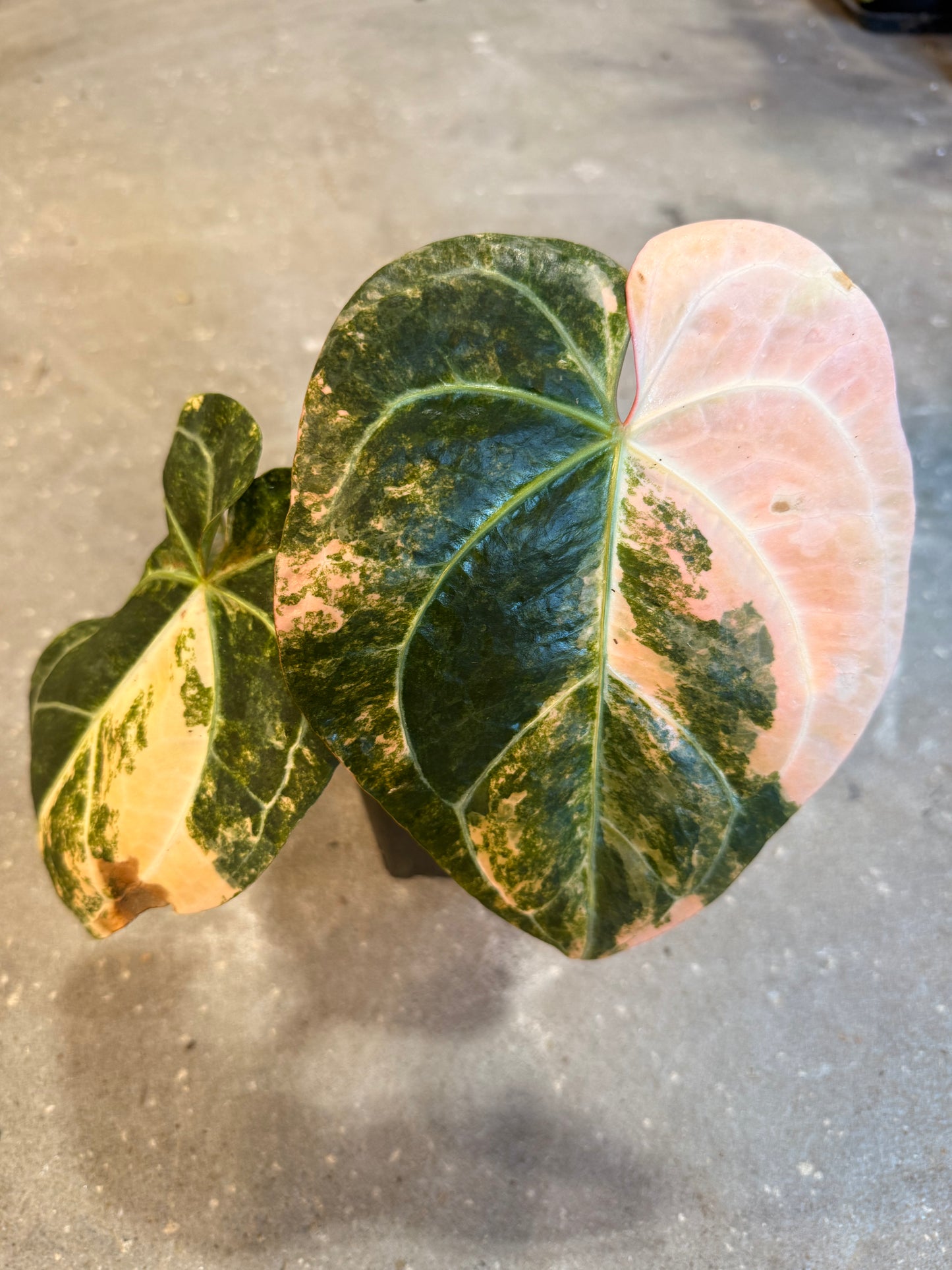 Anthurium Sunrise x Sojo