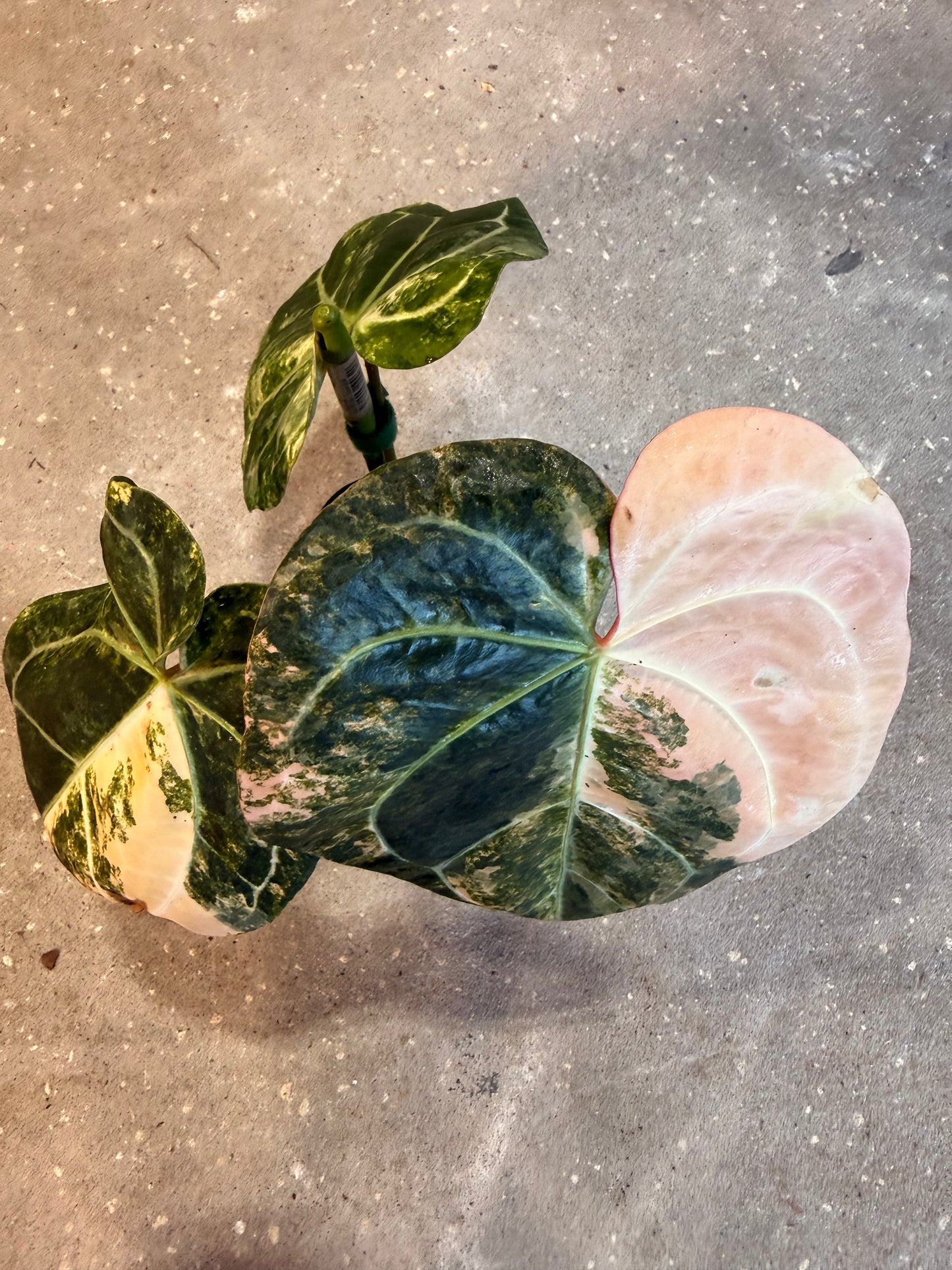 Anthurium Sunrise x Sojo