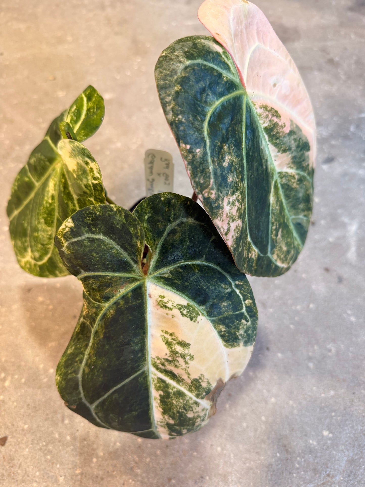 Anthurium Sunrise x Sojo