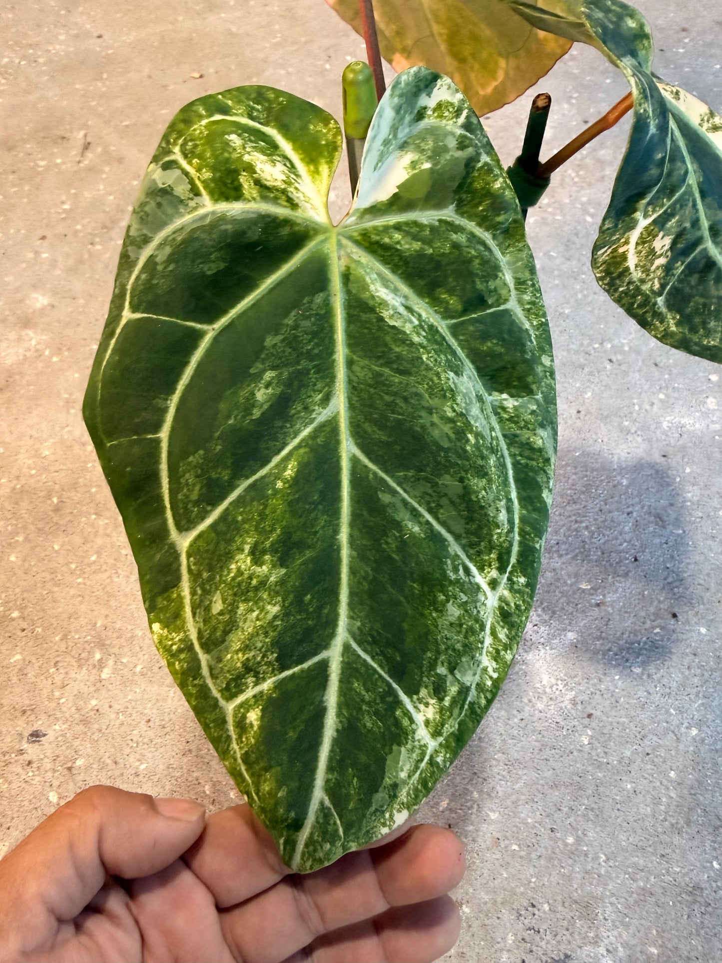 Anthurium Sunrise x Sojo