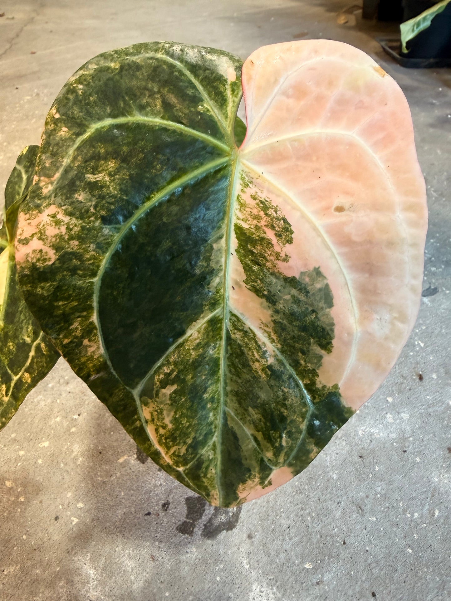 Anthurium Sunrise x Sojo