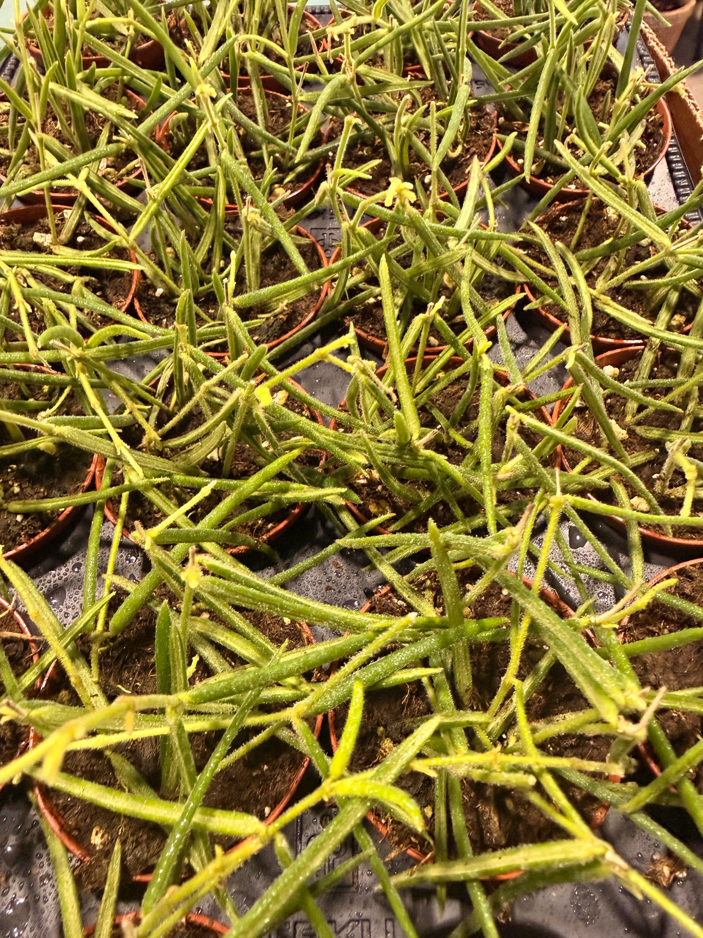 Hoya Linearis