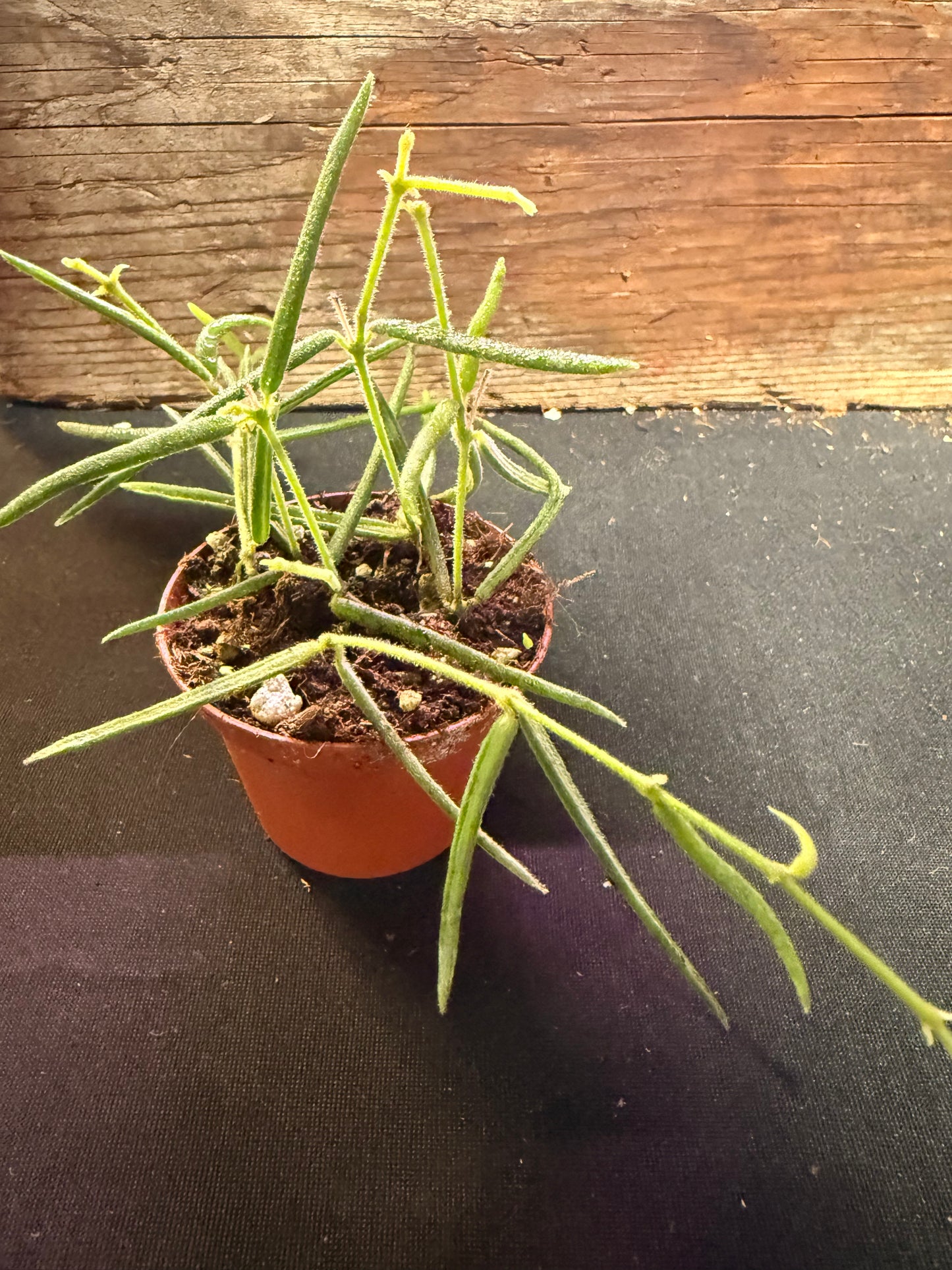 Hoya Linearis