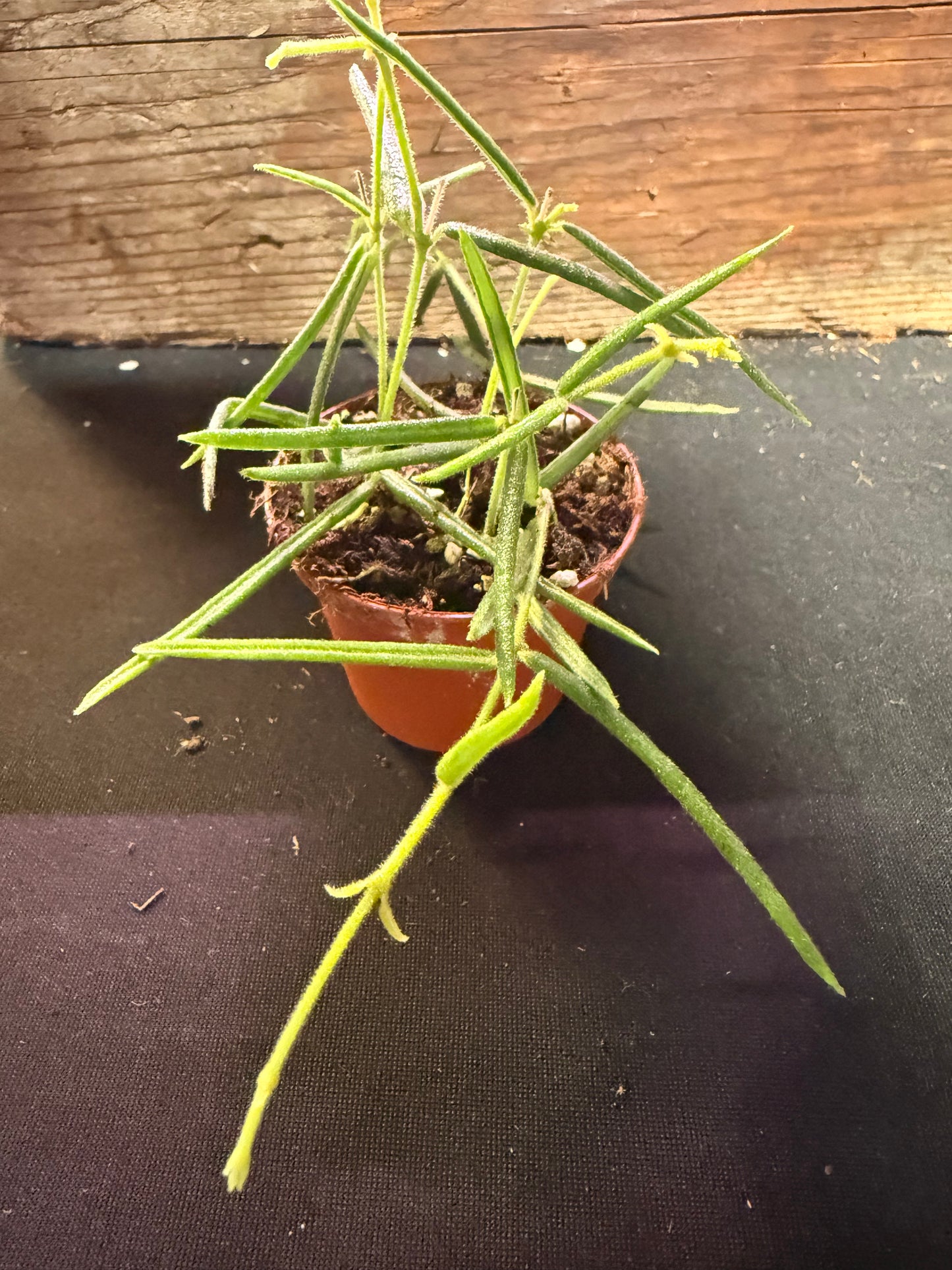 Hoya Linearis