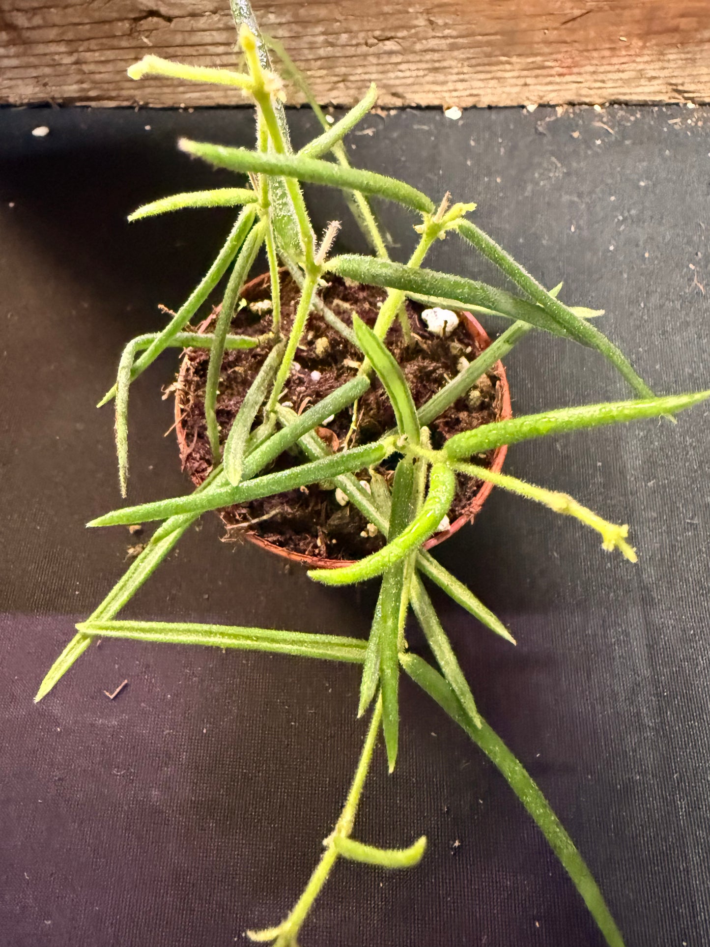 Hoya Linearis