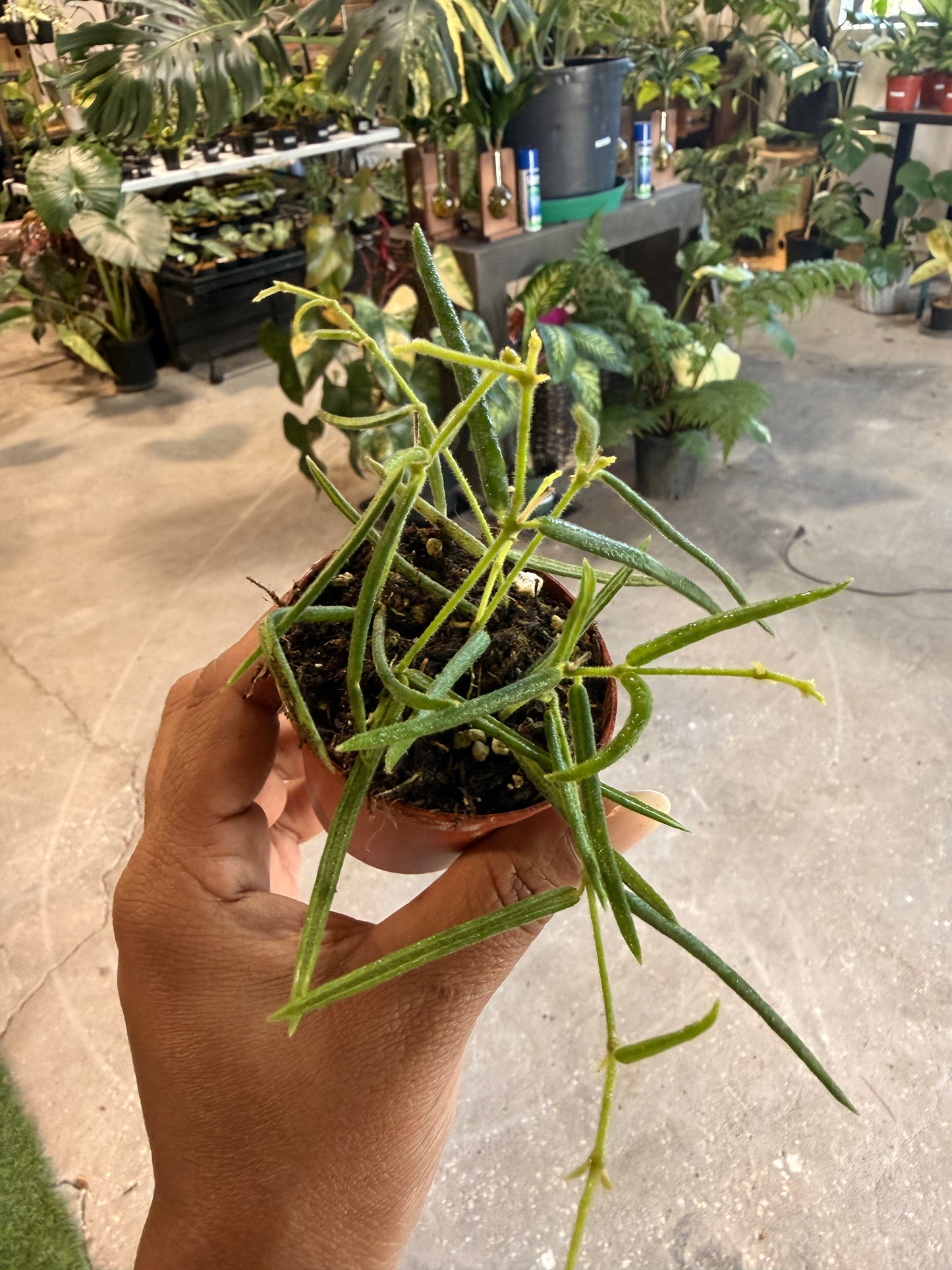 Hoya Linearis
